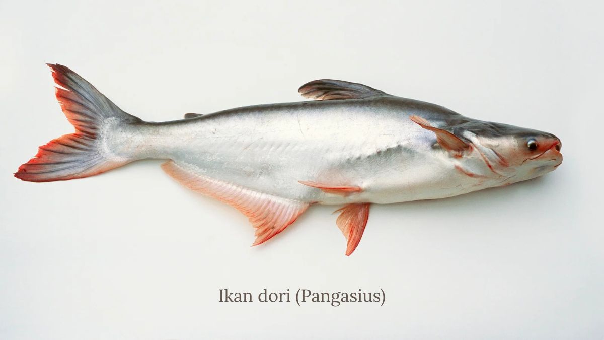 Fakta ikan dori yang menarik diketahui