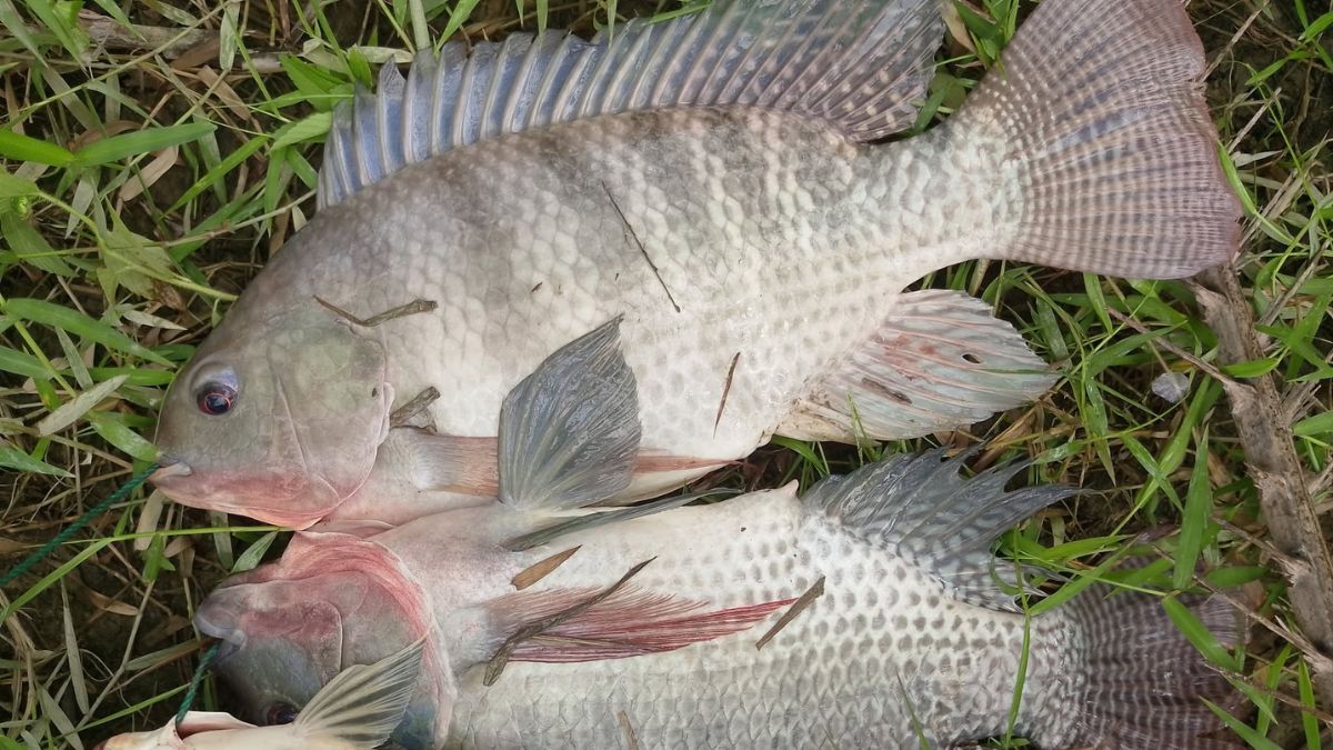 Cara mancing ikan nila susah makan berdasarkan pengalaman