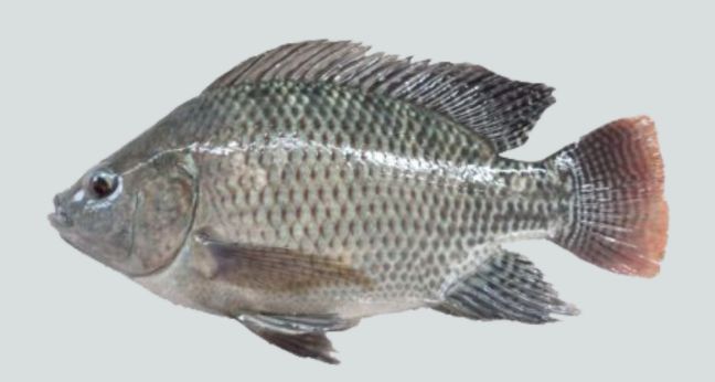 Gambar ikan nila