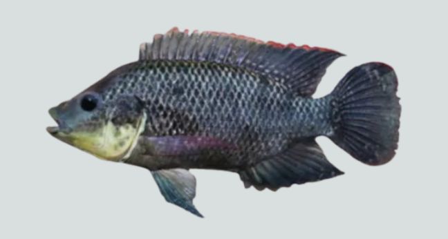 Gambar ikan mujair