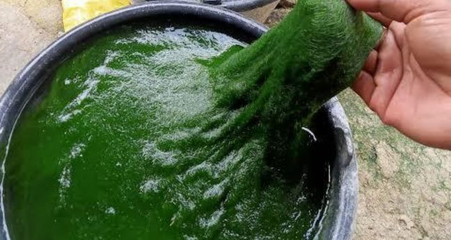 Rekomendasi umpan ikan nila untuk mancing liaran maupun kolaman