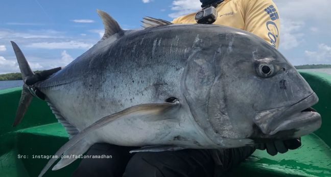 Ikan giant trevall atau kuwe gerong ukuran monster