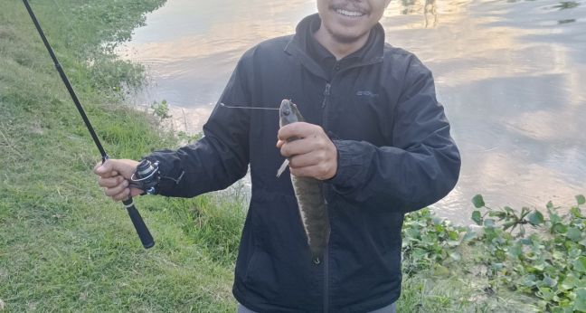 Umpan mancing ikan gabus berdasarkan pengalaman