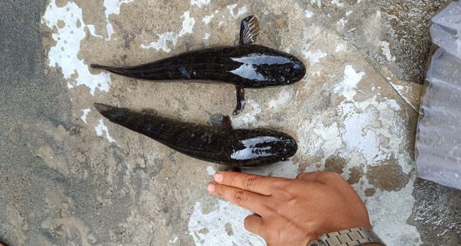 Umpan lure ikan gabus untuk teknik casting