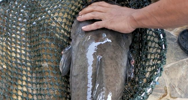 Umpan ikan lele sekarang bukan rahasia