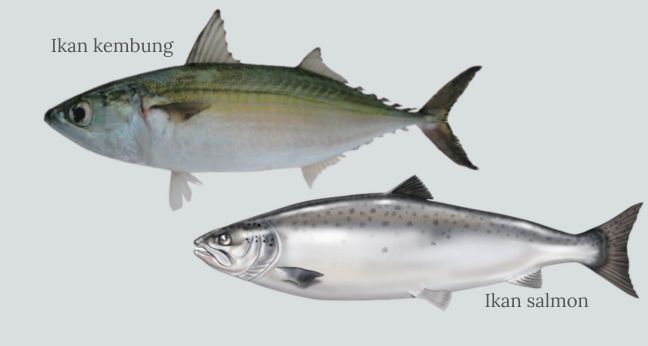 Antara ikan kembung dan salmon, lebih bergizi mana
