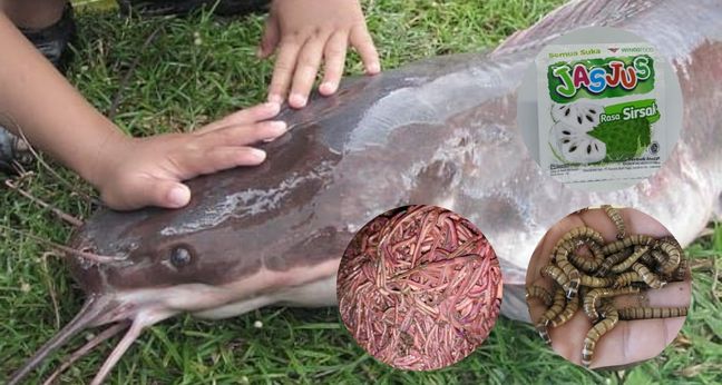 Racikan umpan galatama lele rahasia juara