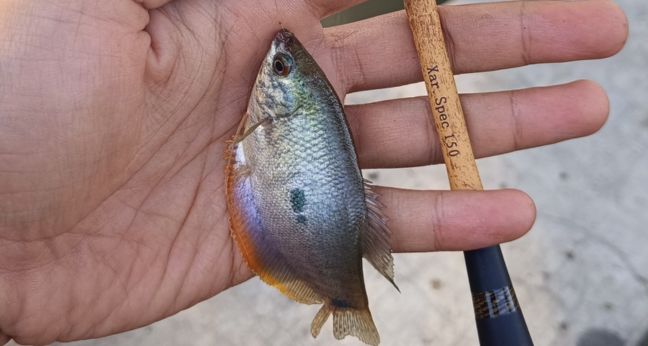 Mancing sepat pakai tegek micro lentur panjang 150 cm