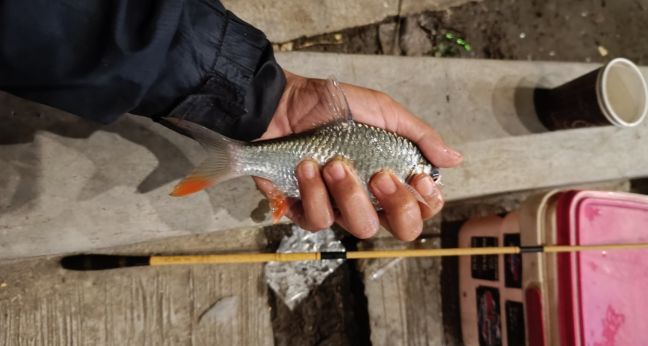 Mancing micro pakai tegek dapat ikan besar