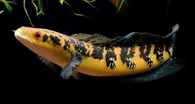 Jenis ikan Channa Maru
