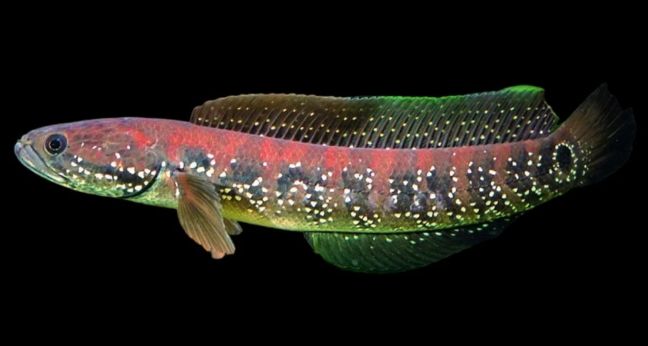 Jenis ikan Channa Asiatica redspot
