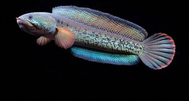 Jenis ikan Channa Barca