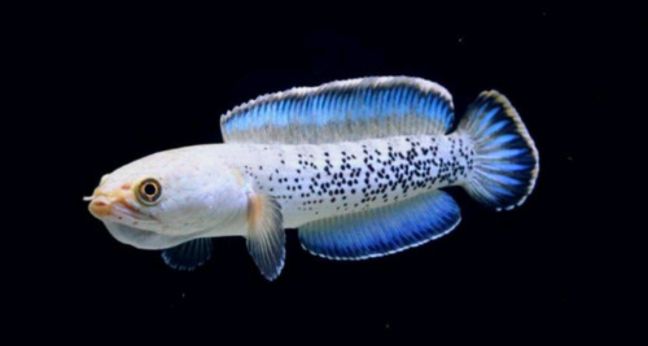 Jenis ikan Channa Stewartii