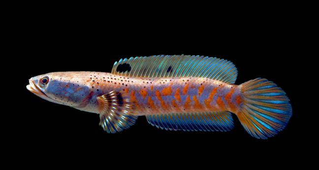 Jenis ikan Channa Pulchra