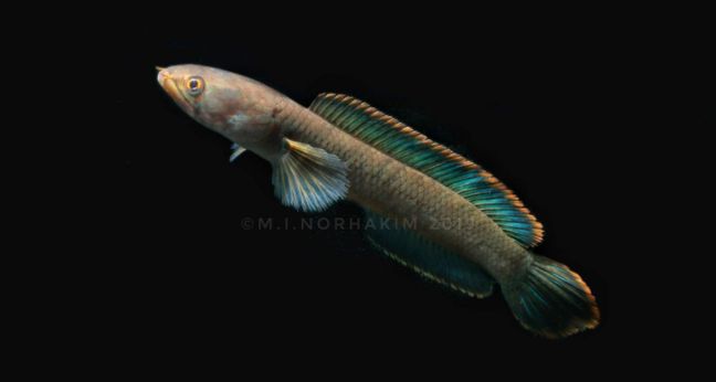 Jenis Ikan Channa Limbata