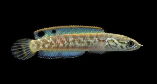 Jenis Ikan Channa Bleheri