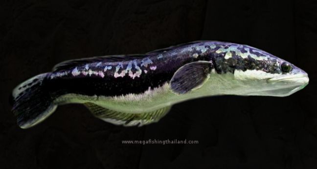 Jenis Ikan Toman