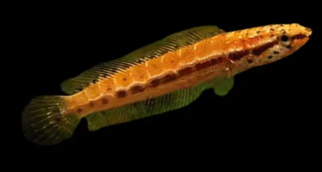 Jenis Ikan Channa Bankanensis