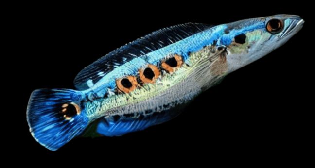 Jenis Ikan Channa Pluerophthalma