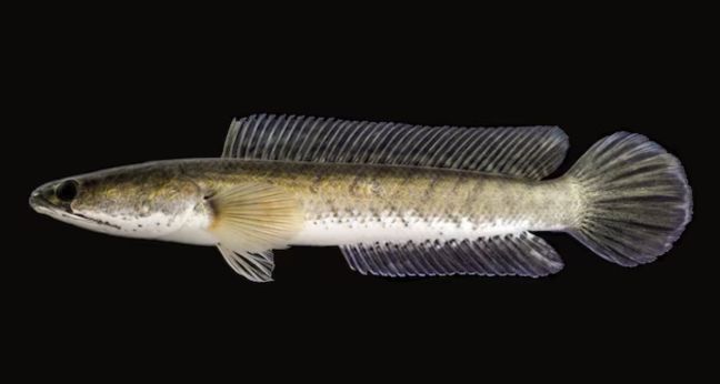 Jenis Ikan Channa Striata