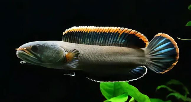 Jenis Ikan Channa Gachua