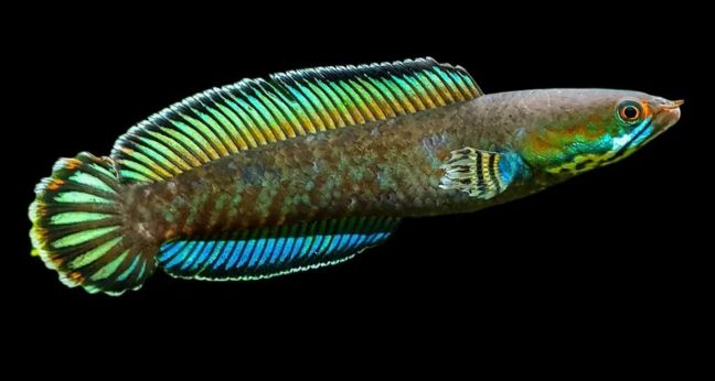 Jenis Ikan Channa Andrao