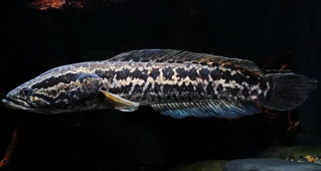Jenis Ikan Channa Maculata