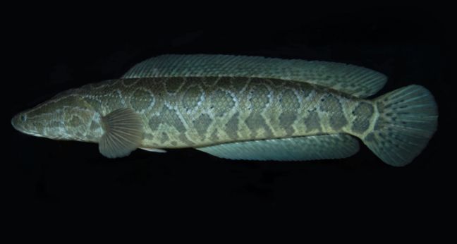 Jenis Ikan Channa Argus