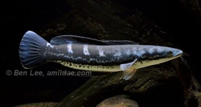 Jenis Ikan Channa Diplogramma