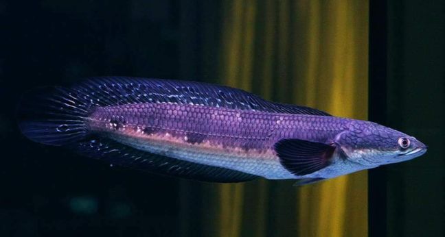 Jenis Ikan Channa Melanoptera