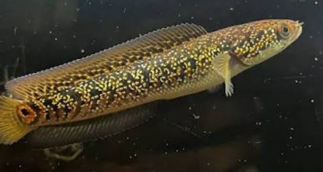 Ikan Channa Cyanospilos