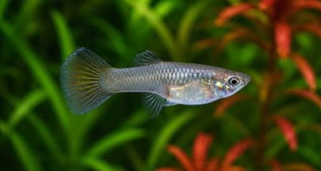 Mengenal ikan guppy