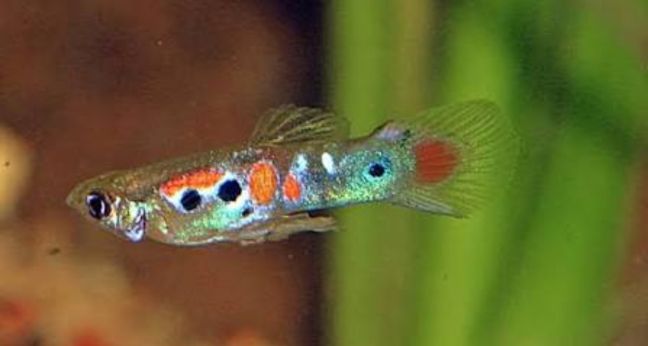 Jenis ikan guppy