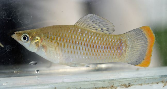 Mengenal ikan molly