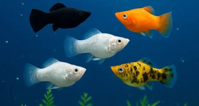 Jenis ikan molly