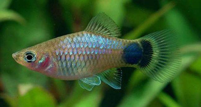 Mengenal ikan platy