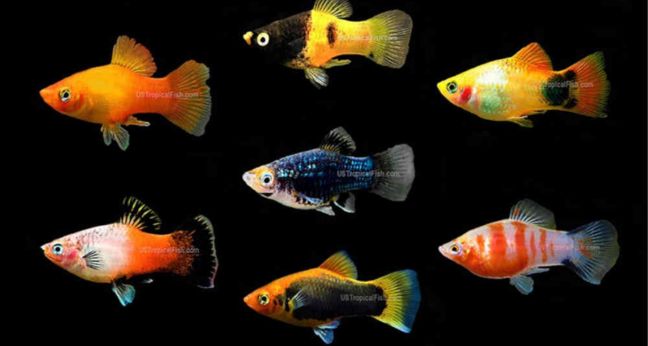 Jenis ikan platy