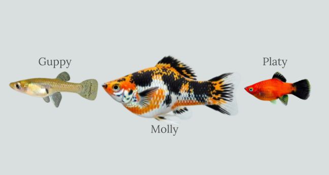 Perbedaan ikan guppy, molly, dan platy