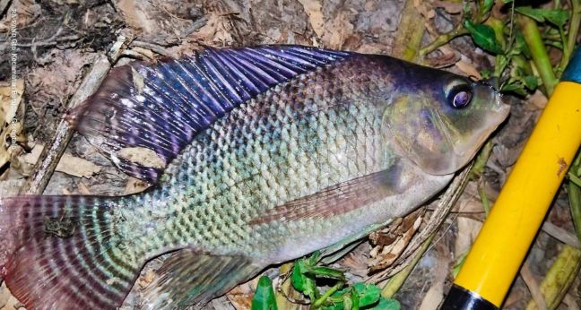 Mancing nila air keruh malah lebih mudah
