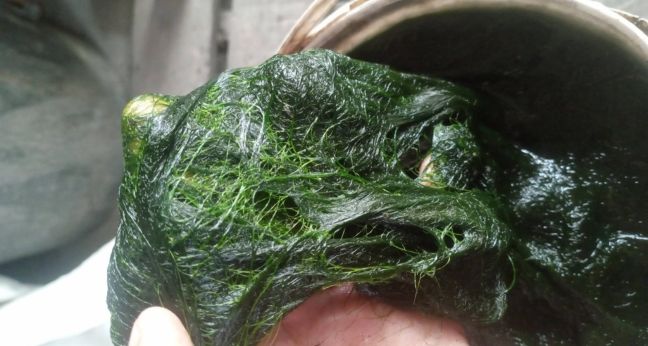 Mancing nila air keruh pakai umpan apa