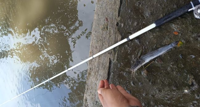 Cara mancing lele liaran di sungai air keruh