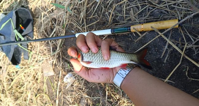 Mancing ikan merah ganting atau pipi merah purba pakai tegek micro