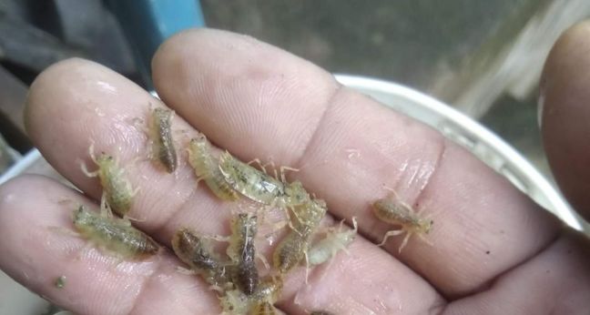 Mengenal jekutru atau cekutru sebagai umpan mancing ikan andalan