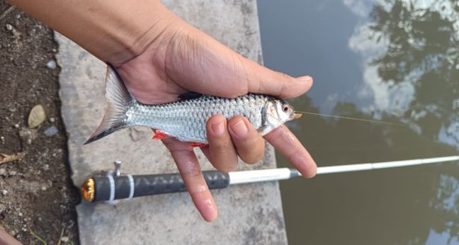 Ikan merah ganting purba