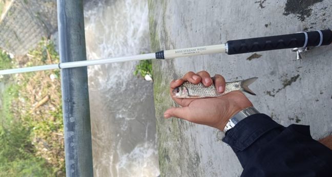 Nikmatnya mancing ikan dari atas jembatan yang teduh