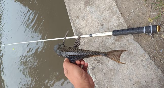 Mancing wader dapat ikan sapu-sapu pakai tegek MSW