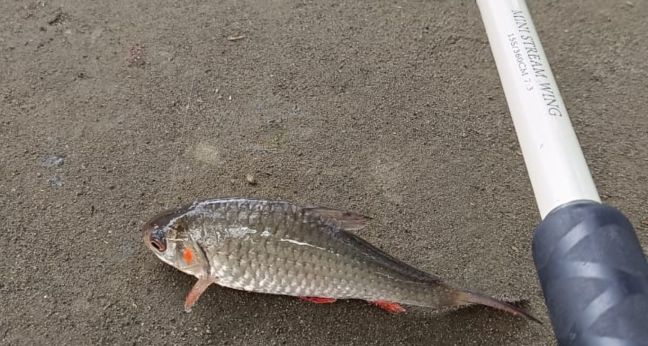 Mancing ikan pipi merah atau merah ganting (beteman) purba