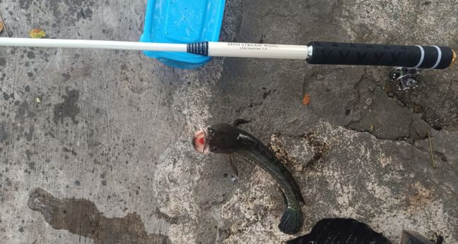 Microfishing disambar ikan gabus rasanya mengagetkan