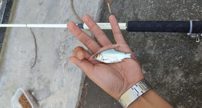 Mancing mecut pakai tegek custom kolong, apakah enak