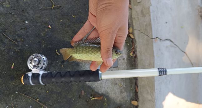 Cara mancing ikan betik (betok) di sungai yang paling mudah